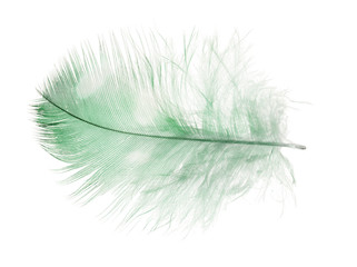 light green feather in spots