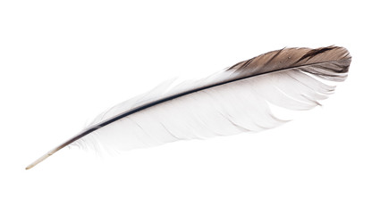 light isolated feather with brown edge