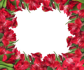 frame from red garden flowers on white