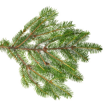 green lush isolated fir branch