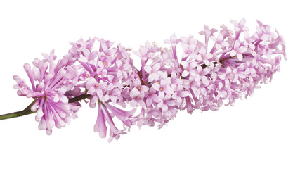 inflorescence of light pink color lilac on white