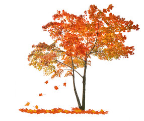 autumn red maple tree with falling leaves