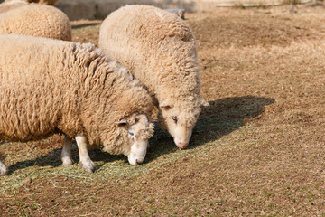 羊のポートレート