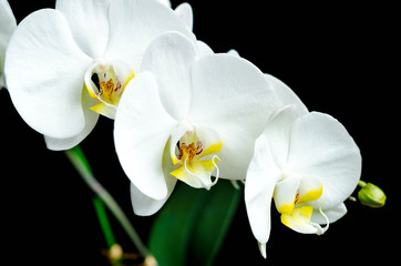 Fototapeta na wymiar White orchid close up