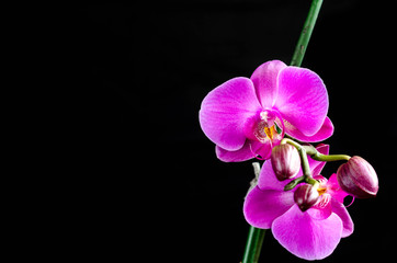 Obraz na płótnie Canvas Small purple orchid