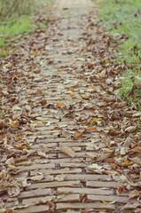Autumn in park