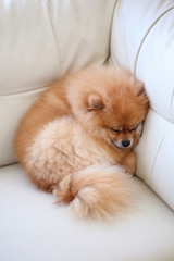 pomeranian dog cute pets sleeping on white leather sofa