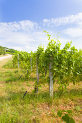 Fototapeta na wymiar Growing grape vines