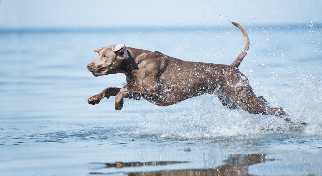 weimaraner dog jumping in the sea
