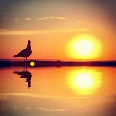 reflet d'un goeland au coucher de soleil