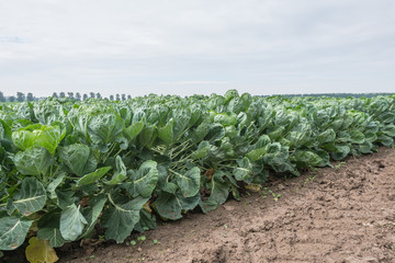 Front of a field with young Brussels sprout plants © Ruud Morijn