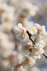 梅の花