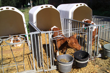 Young cows are kept apart