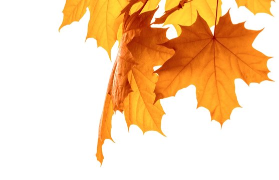 Herbstbl&auml;tter freigestellt