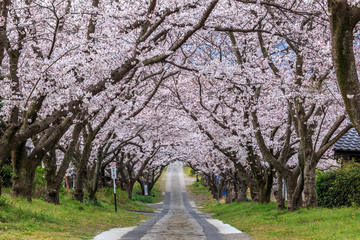 Obraz premium 桜のアーチ＠佐賀県武雄市