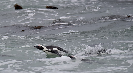 Swimming African penguins (spheniscus demersus), also known as the jackass penguin and black-footed penguin is a species of penguin. Cape Town, South Africa.
