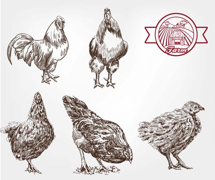 poultry breeding