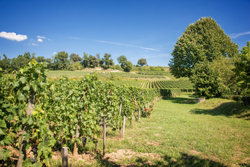 Fototapeta na wymiar Vineyard landscape of Saint Emilion, Bordeaux, France