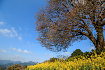 馬場の一本桜＠佐賀県武雄市