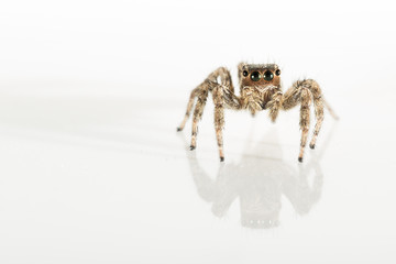 Small Jumping Spider