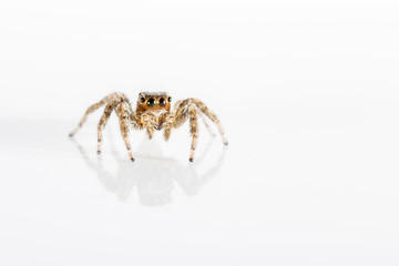 Small Jumping Spider