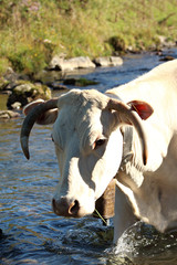 Cow grazing peacefully