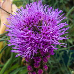 Liatris Kobold