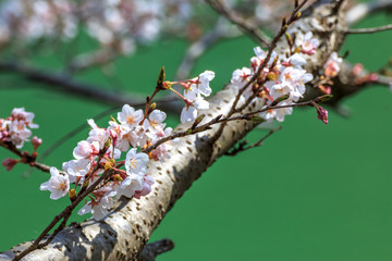 桜の花