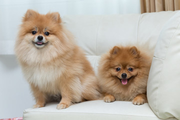 puppy pomeranian dog cute pets sitting on white sofa furniture