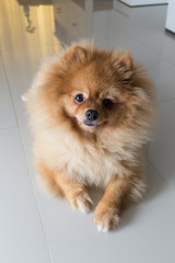 puppy pomeranian dog cute pets