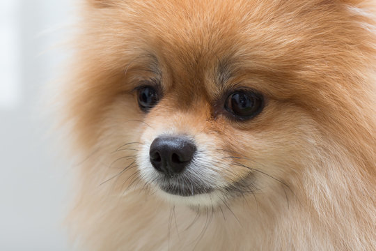 puppy pomeranian dog cute pets in home, close-up image