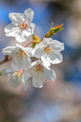 桜の花