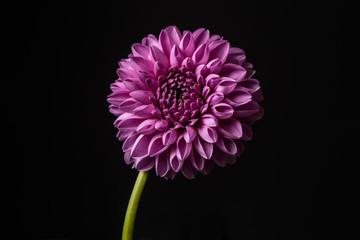 Dahlia. Dahlia flower isolated on black background.