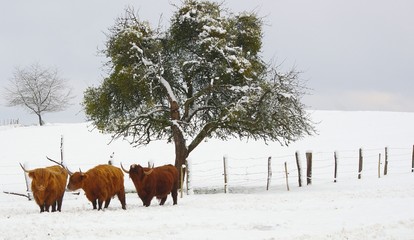 Vache Highland Cattle
