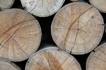 Naklejka premium wood logs texture of aged annual rings