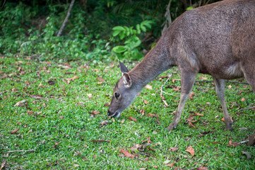 Sambar deer at Khao Yai National park, Thailand