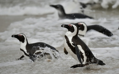 Swimming African penguins (spheniscus demersus), also known as the jackass penguin and black-footed penguin is a species of penguin. Cape Town, South Africa.
