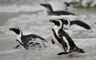 Poster Swimming African penguins (spheniscus demersus), also known as the jackass penguin and black-footed penguin is a species of penguin. Cape Town, South Africa.   © Uryadnikov Sergey