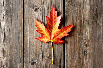 Autumn maple leaf over wooden background