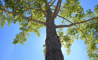 Naklejka premium 長居公園