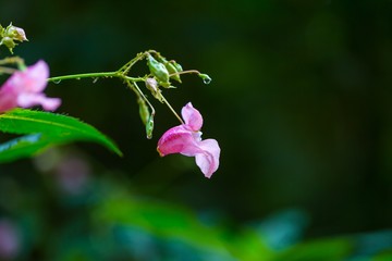 Beautiful wild pink flowers