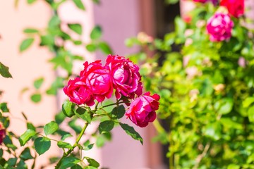 Red roses flowers blooming