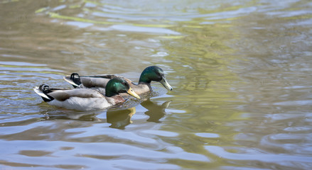 Pair of mallard ducks swimming on lake