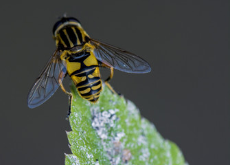 Close up shot of a Wasp
