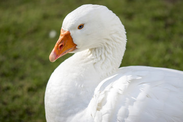 Beautiful white duck