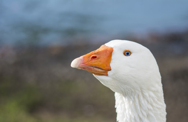 Beautiful white duck stretching its neck