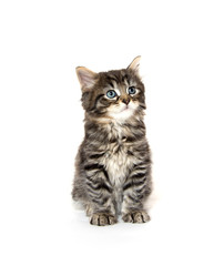 Obraz premium Cute baby tabby kitten on white