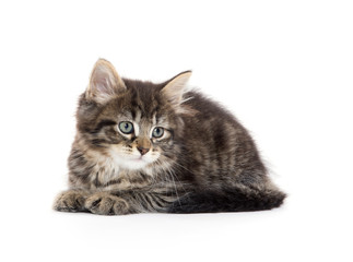 Cute baby tabby kitten on white