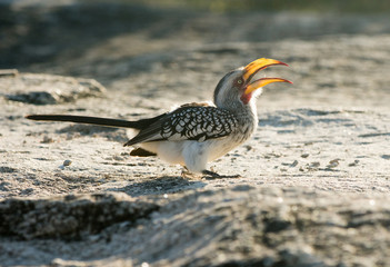 Yellow-billed hornbill