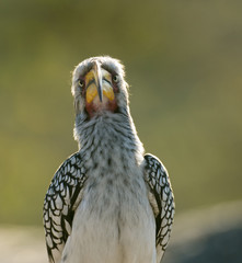 Yellow-billed hornbill